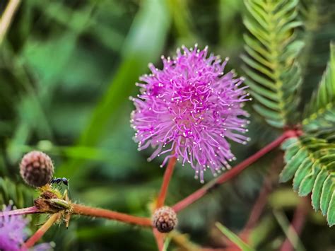 Fabaceae .